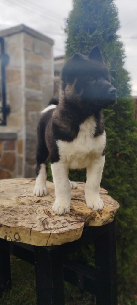 Američka Akita vrhunski štenci