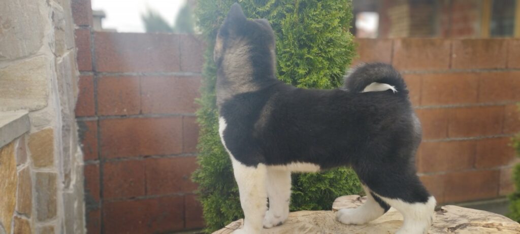 Američka Akita vrhunski štenci