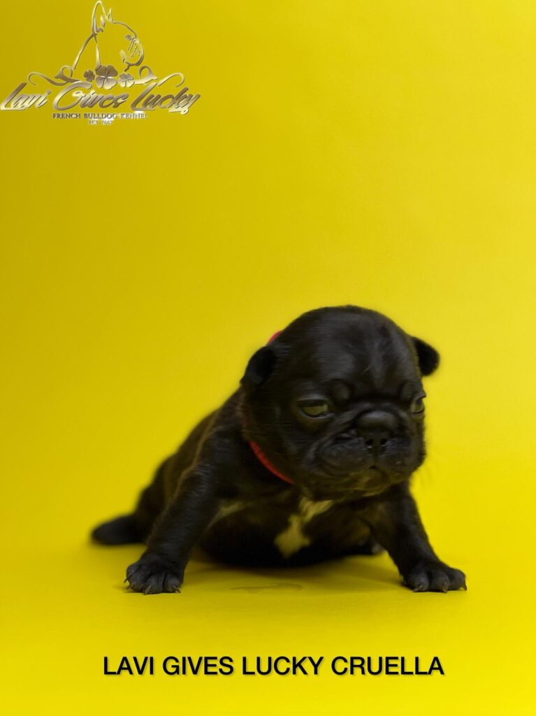 Francuski buldog vrhunski štenci