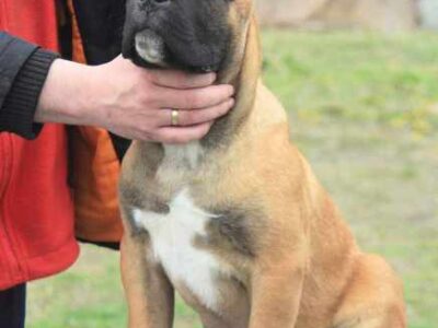 Cane Corso štenci