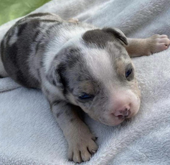 American bully pocket tricolor merle stenci