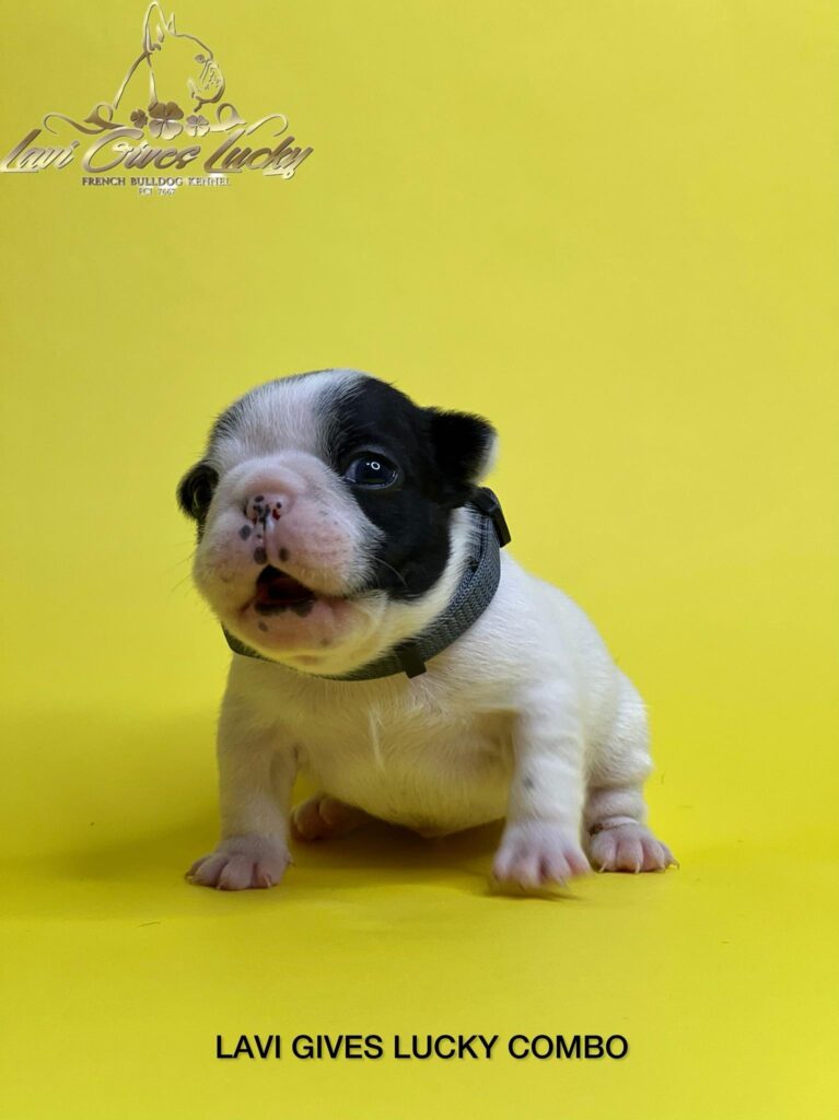 Francuski buldog vrhunski štenci