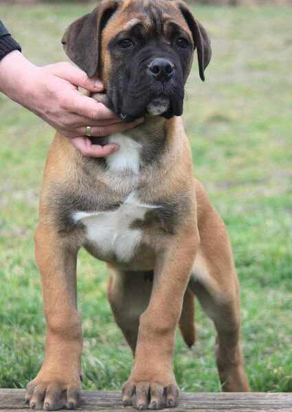 Cane Corso štenci