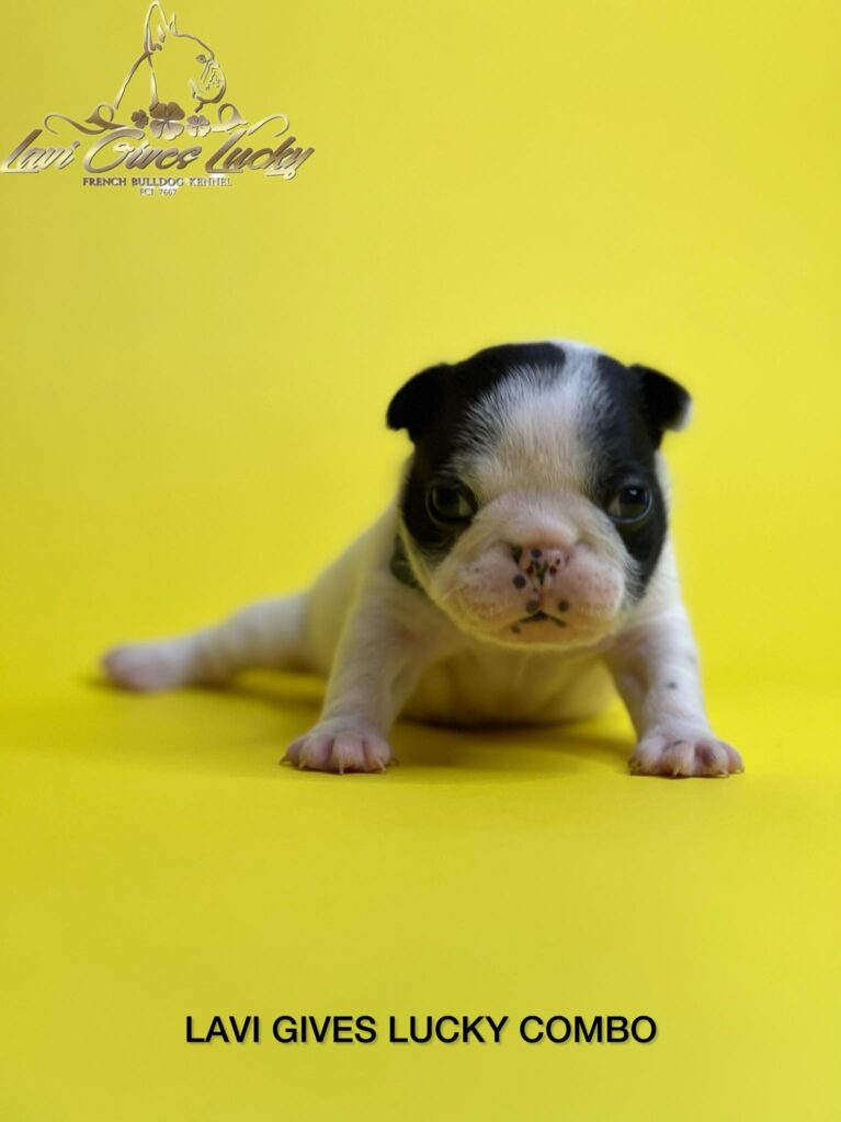 Francuski buldog vrhunski štenci