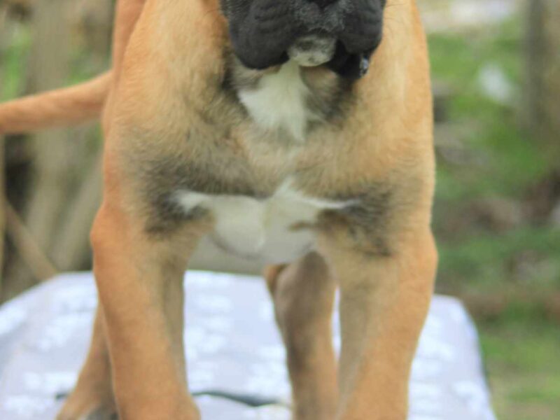 Cane Corso štenci