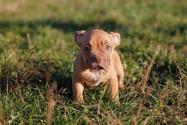 American Bully