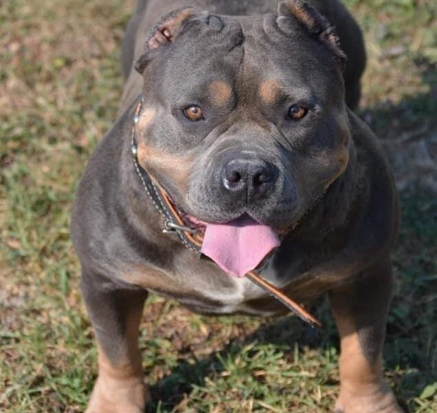 American bully pocket tricolor merle stenci