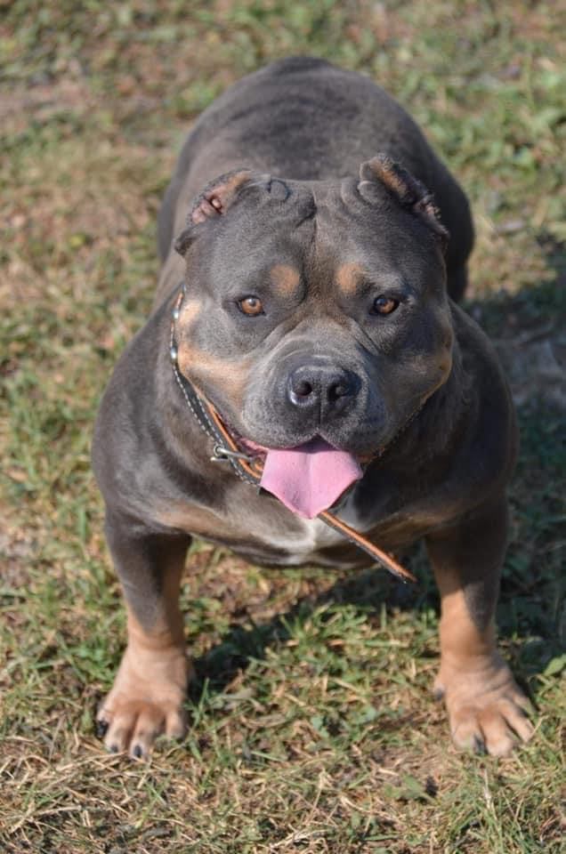 American bully pocket tricolor merle stenci