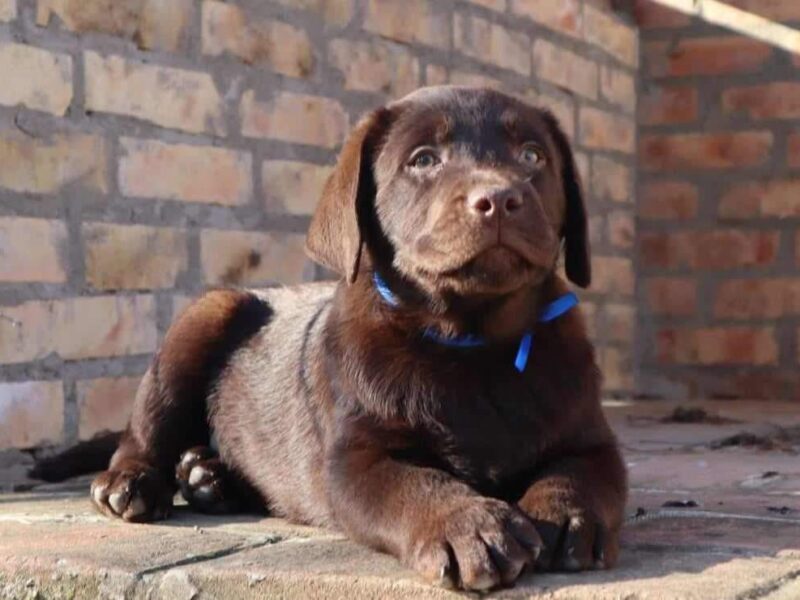 Labrador retriver čokoladni štenci