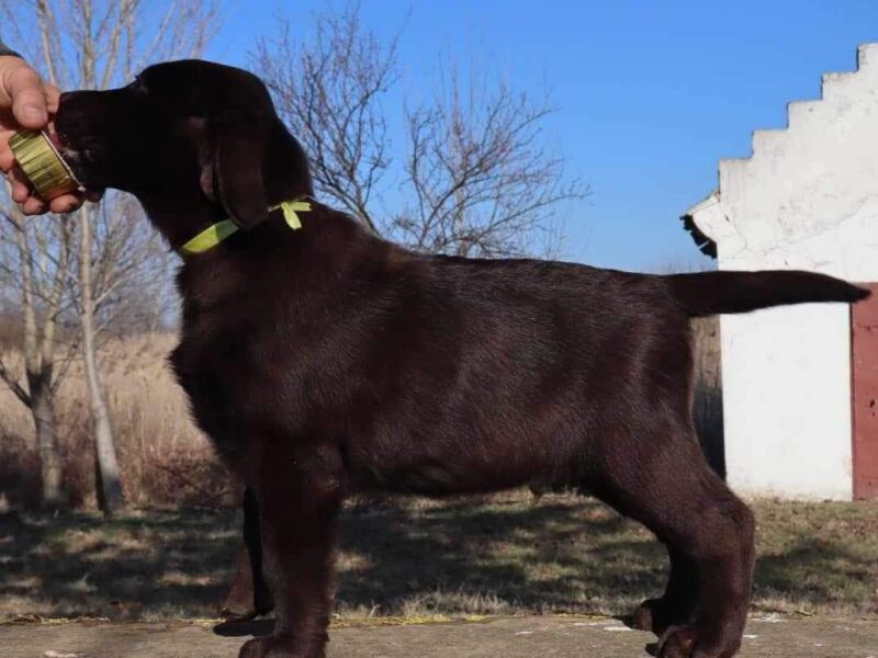 Labrador retriver čokoladni štenci