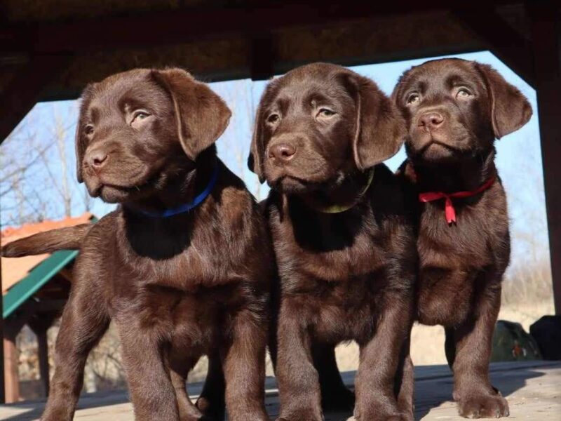 Labrador retriver čokoladni štenci