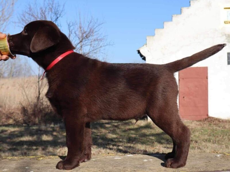 Labrador retriver čokoladni štenci