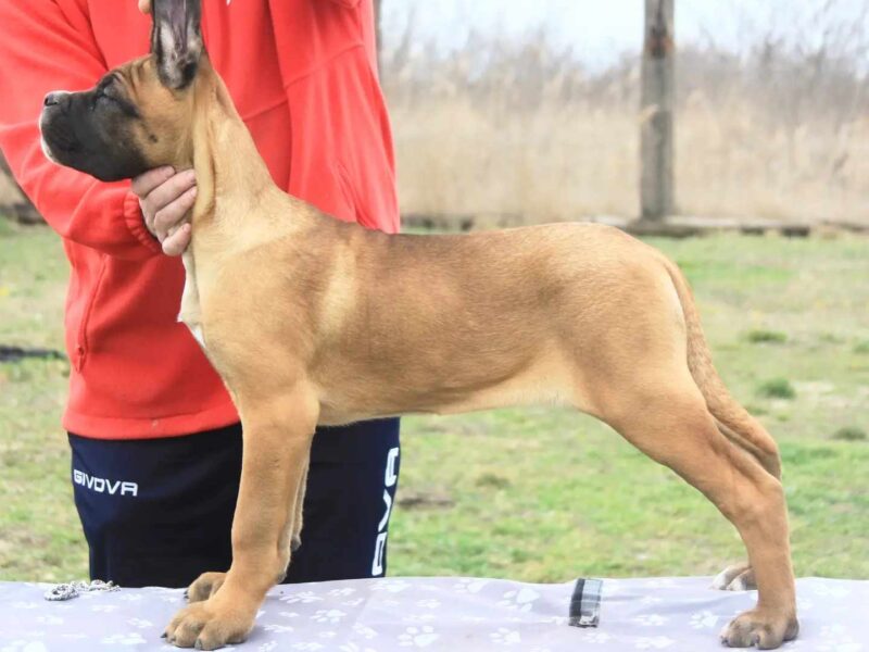 Cane Corso štenci