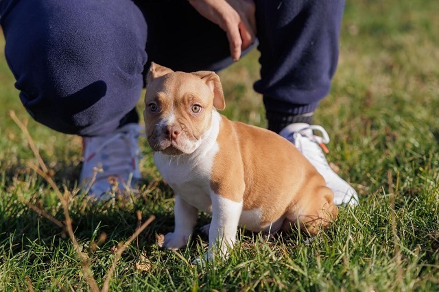 American Bully