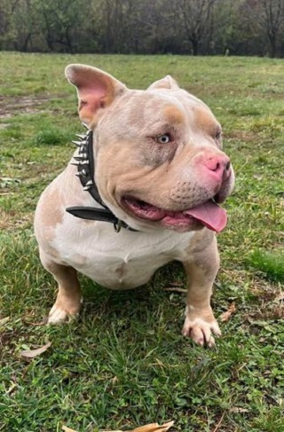 American bully pocket tricolor merle stenci