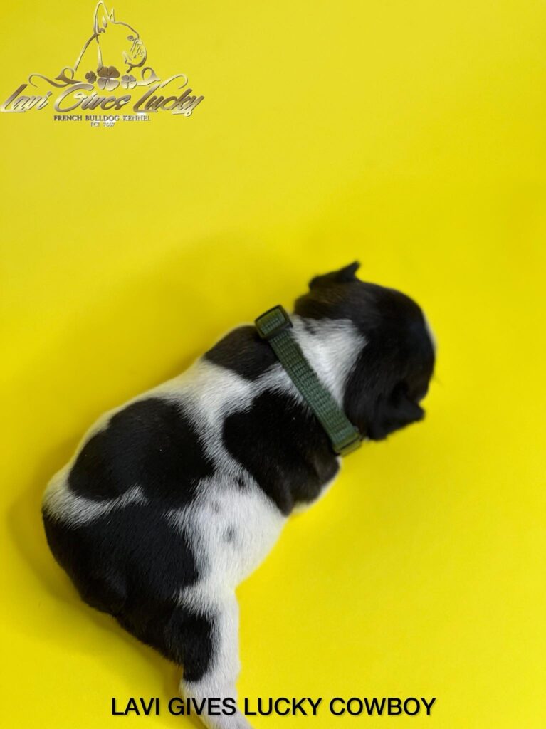 Francuski buldog vrhunski štenci
