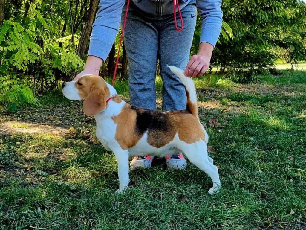 Bigl štenci I odrasla ženka