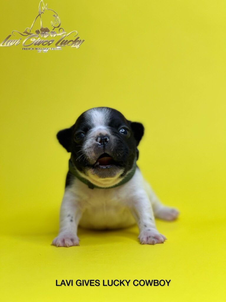 Francuski buldog vrhunski štenci