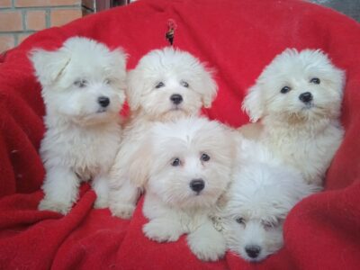 Coton de Tulear (Tulearski pas) stenci