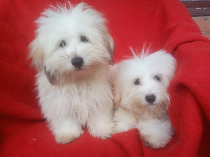 Coton de Tulear (Tulearski pas) stenci