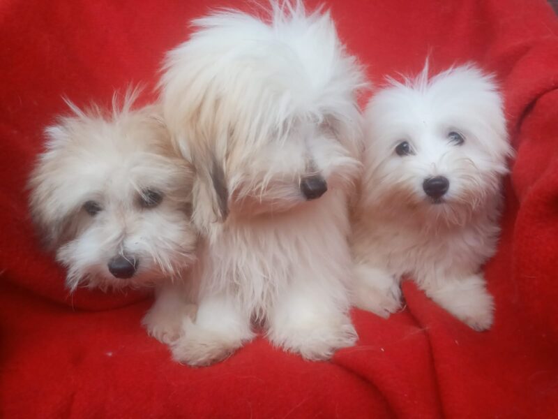 Coton de Tulear (Tulearski pas) stenci