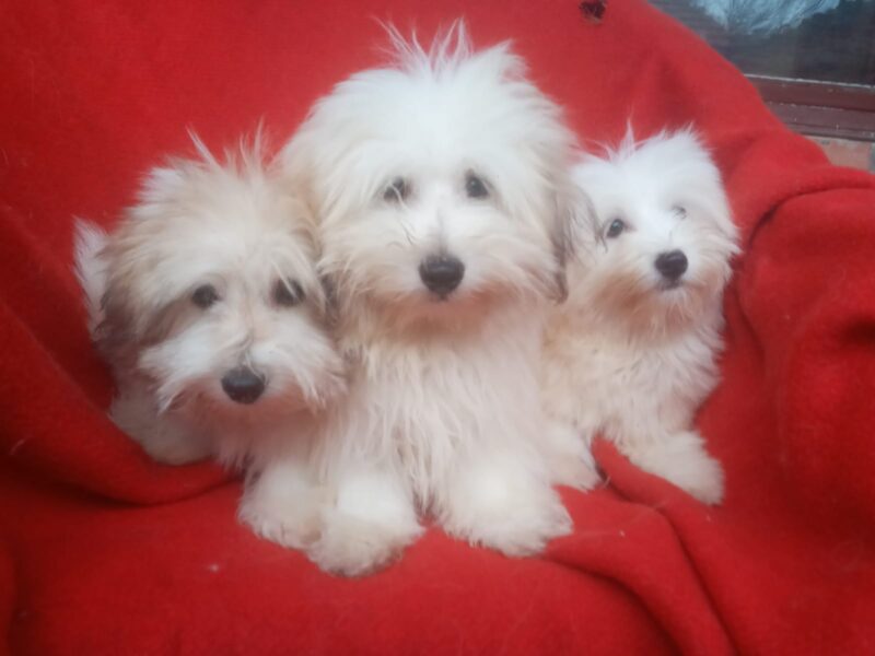 Coton de Tulear (Tulearski pas) stenci