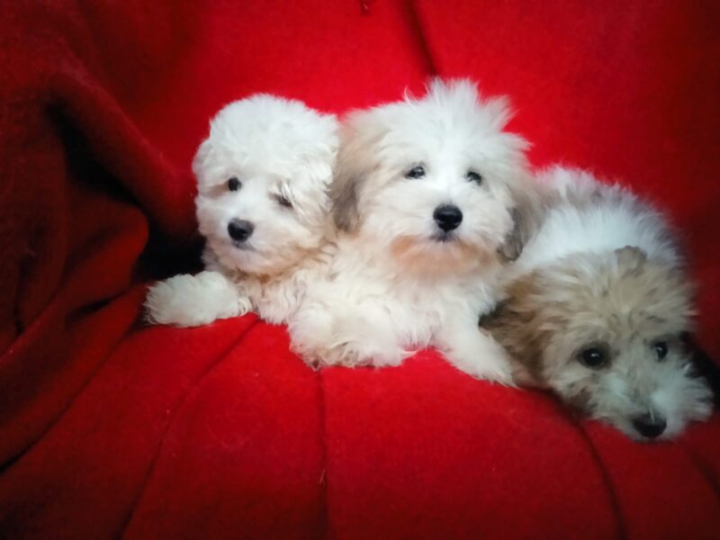 Coton de Tulear (Tulearski pas) stenci