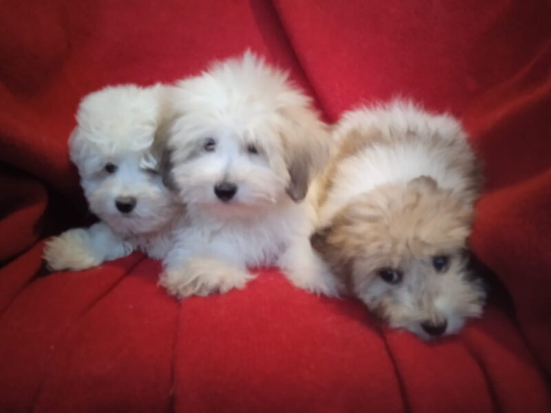 Coton de Tulear (Tulearski pas) stenci