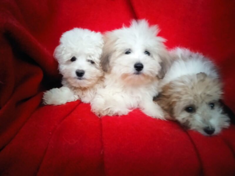 Coton de Tulear (Tulearski pas) stenci