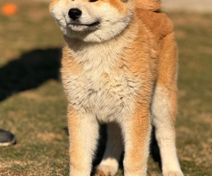 Japanska Akita štenci