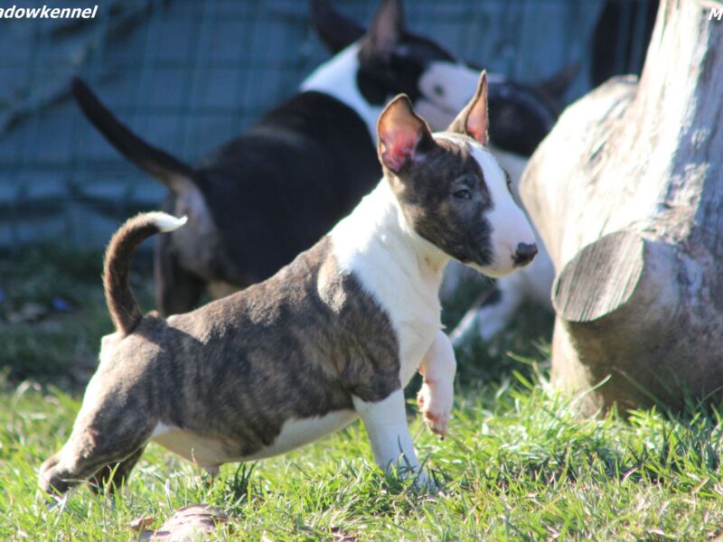 Mini bull terijer prelepi štenci