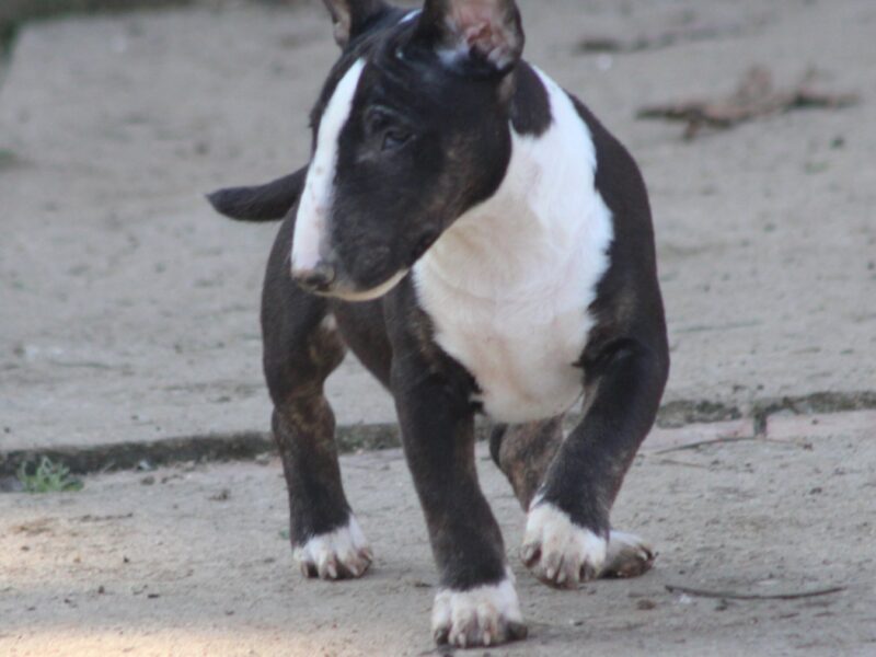 Mini bull terijer prelepi štenci