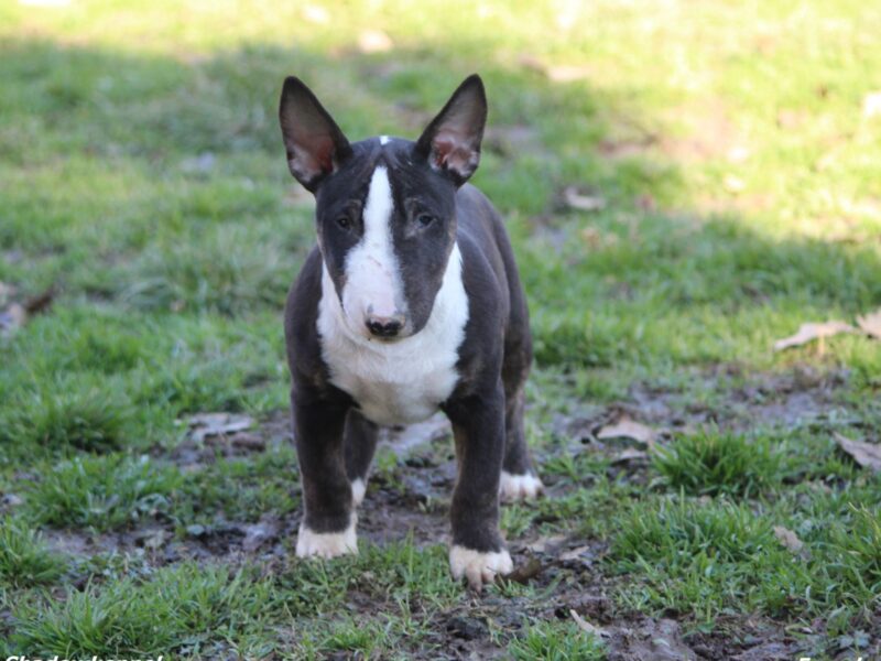 Mini bull terijer prelepi štenci