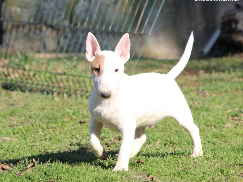 Mini bull terijer prelepi štenci