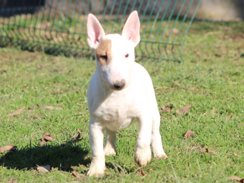 Mini bull terijer prelepi štenci