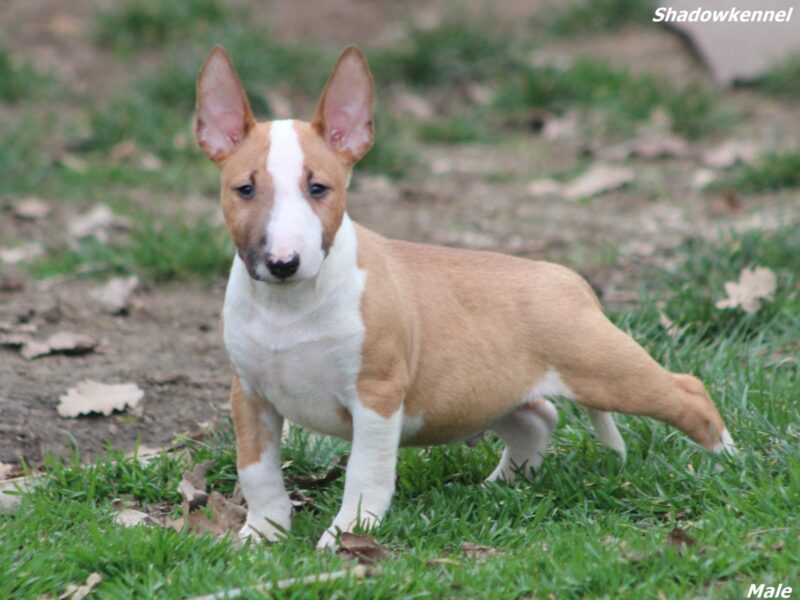 Mini Bull Terijer