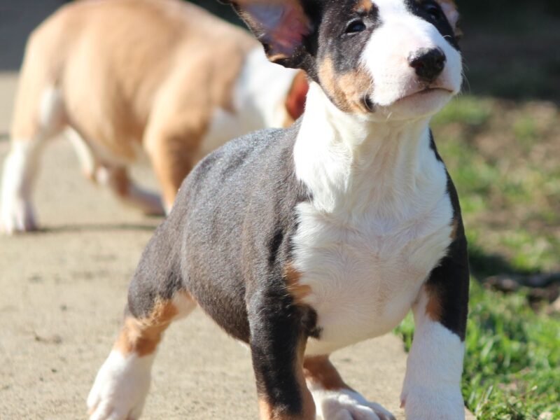 Mini Bull Terijer