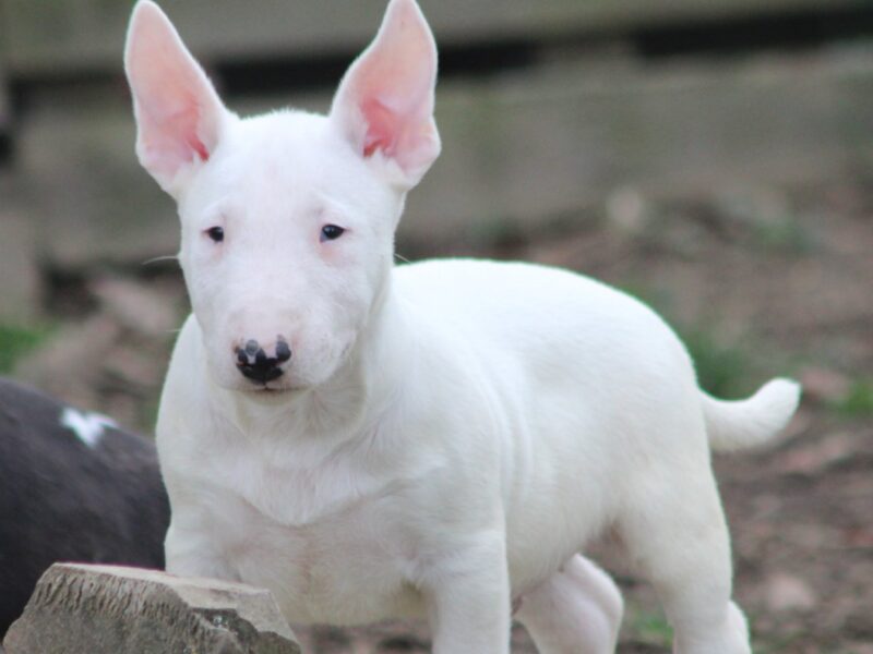 Mini Bull Terijer