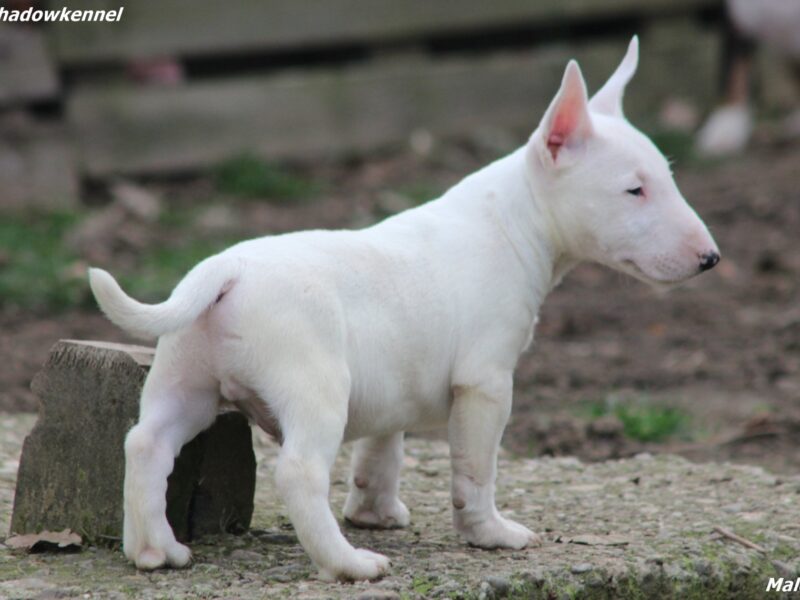 Mini Bull Terijer