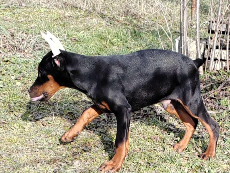 Doberman štenci