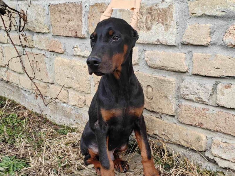 Doberman štenci