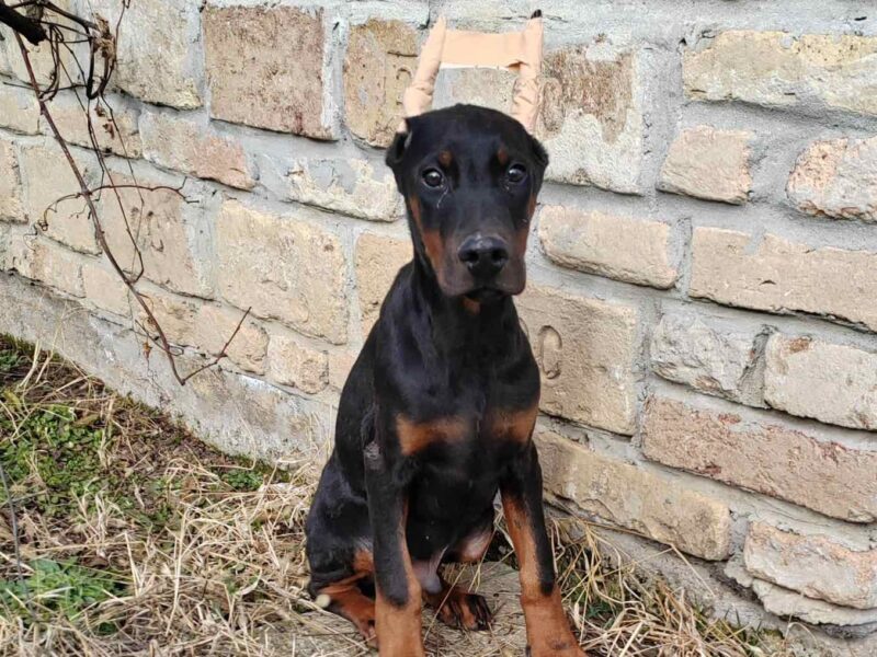 Doberman štenci