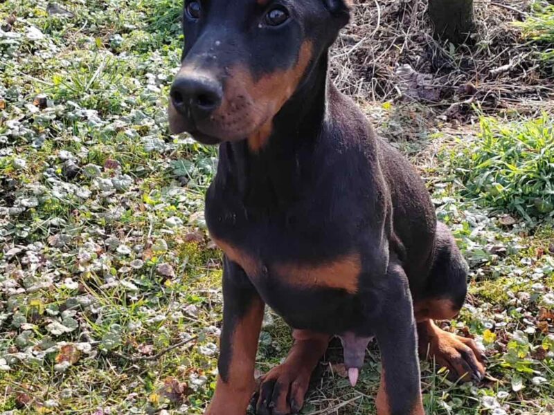 Doberman štenci