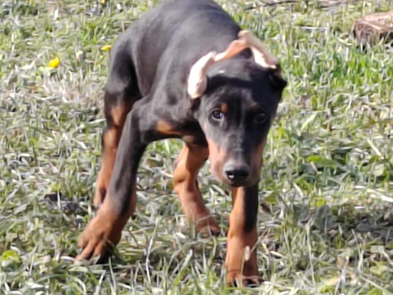 Doberman štenci