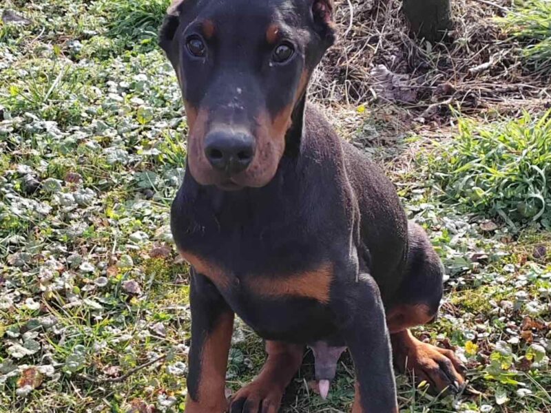 Doberman štenci