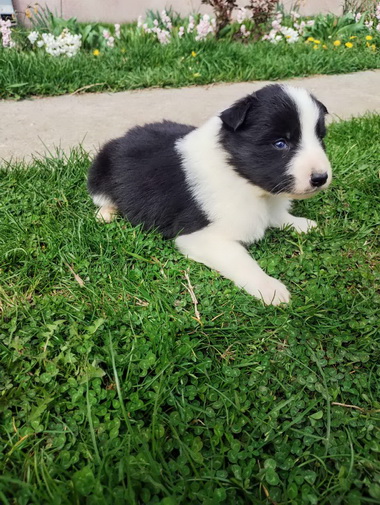 Štenci Border collie