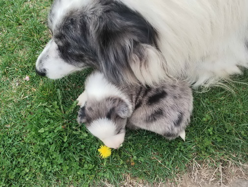 Štenci Border collie