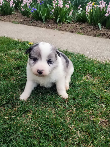 Štenci Border collie