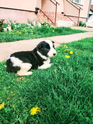 Štenci Border collie