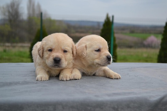 Labrador retriver